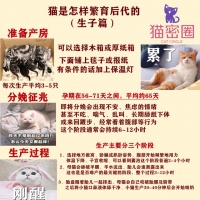 猫咪的繁育过程图解（生子篇）