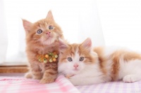 「干货」猫咪的生殖繁育小知识