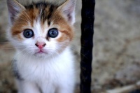 猫咪生产全过程，猫几个月生？