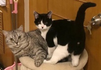 俩白猫竟生出小黑猫，是猫性扭曲还是道德沦丧？