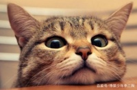 每天都是发情期，沦为人的赚钱工具，这就是种猫的一生