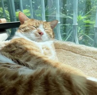 “猫，是奢侈品！”