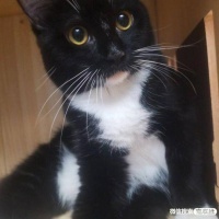 同城附近宠物店领养送养平台, 无偿幼猫咪狗狗救助-1211宠友社