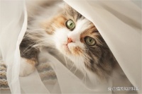 普安特宠物药科普：被家里的猫咪咬了该怎么办