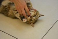 猫是如何取代狗 成为中国人的首宠