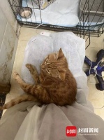 花4千余元救治被弃猫咪，救猫女子:宠物医院承诺费用打折却难兑现