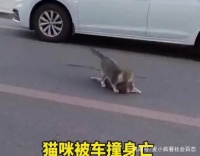 猫咪跑到路上被撞死，猫主人却说司机“肇事逃逸”，还索赔3800元