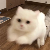 【交流】关于猫咪生病后买宠物保险