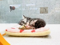 千亿宠物市场揭秘：猫一生或消费20万，医疗、殡葬向人类看齐