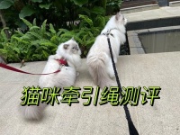 遛猫绳推荐｜猫咪牵引绳功课