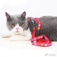 猫咪牵引绳怎么套怎么带？