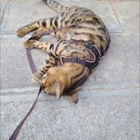 【猫咪牵引绳】怎么样 推荐 测评