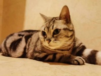 宠物美容连锁店技术总监：如何平衡猫咪洗护与销售难题？