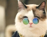 猫咪“日常护理”超全攻略，让你拥有一只干净的小猫