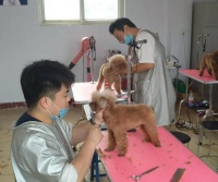 宠物美容：给猫咪美容都做哪些工作呢？