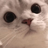 如何让猫咪的毛发更健康？这7个小技巧让它拥有“靓丽”毛发