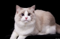 在布偶猫放松之后再给它美容，布偶猫如何美容？