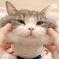 超实用！猫咪“美毛”小技巧，让毛发更靓丽