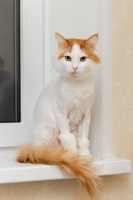 猫咪美容大揭秘：剃毛的好处与坏处