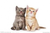 怎么给猫咪美容？