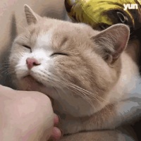 猫咪美容新招！这7种食物，让你的猫“毛发”亮丽有光泽