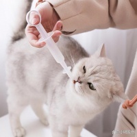 猫咪日常“护理”攻略，让你的爱猫更加健康哟