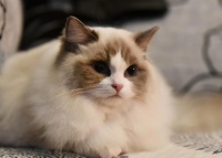 「猫咪美毛教学」手把手教你，颜值提升技巧