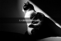 主人需知道的猫咪美容误区