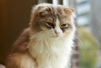 猫疫苗需要打几针？