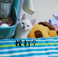 养猫攻略之打疫苗