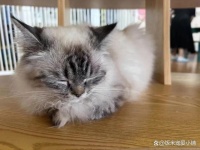 猫三联疫苗全攻略：一针都不能少！别让“伪科普”害了你的猫咪！