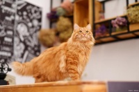 守护喵星人：猫咪必打疫苗全解析，多久打一次才安心？