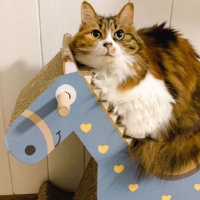 一个月大的猫该怎么打疫苗呢？