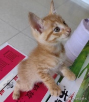 被家养的小猫咪抓了，要不要去打疫苗？