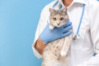 猫咪疫苗接种后常见症状全解析：如何判断与护理