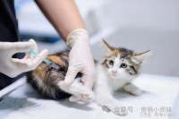 小猫几个月可以打疫苗？一篇文章让你全面了解