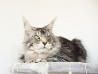 猫打疫苗一共几针？全面解析猫咪疫苗知识