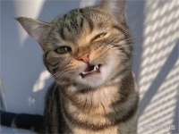 普安特宠物药科普：猫咪疫苗知识你知道多少