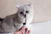 猫疫苗接种全攻略：几针？间隔多久？