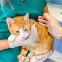 看！给猫咪打疫苗全攻略，新手养猫必备！