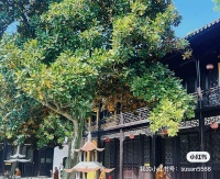 曝光卢积红的温岭吾爱宠物诊所 将水银体温计断在健康猫咪体内