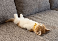 养好猫咪并不难 卡比猫粮营养全面均衡倍伴猫咪健康成长