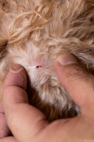 宠物猫几个月驱虫一次？科学驱虫保障猫咪健康