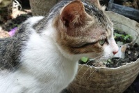 宠物猫几个月驱虫一次？关键看这几点，让猫咪健康又快乐！