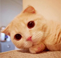 从宠物店购买的猫咪，做好一下四点，保证猫咪健康成长