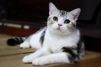 品种猫易发疾病汇总