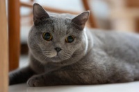 猫癣会自愈吗？铲屎官必看的猫咪健康指南！