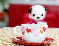 如何挑选健康的宠物小猫咪