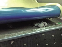 乘客将一箱宠物鼠遗忘在公交 吓坏女人小孩