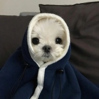 54款高颜值宠物窝做你的爱宠也太幸福了